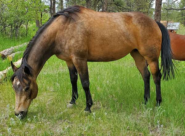 buckskin-quarter-horse-mare