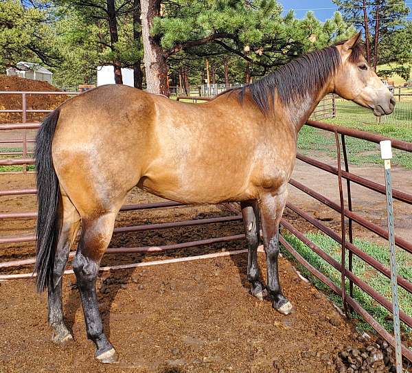 buckskin-started-under-saddle-horse