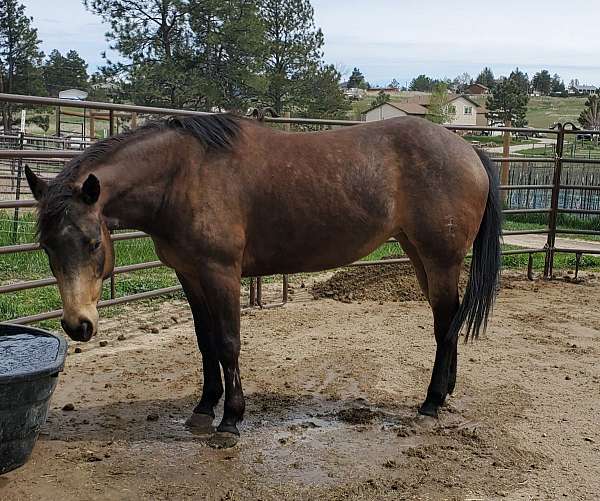 started-under-saddle-mare