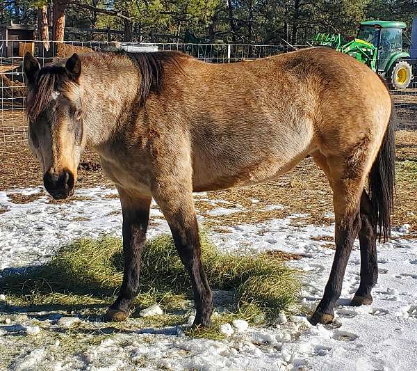 buckskin-aqha-mare