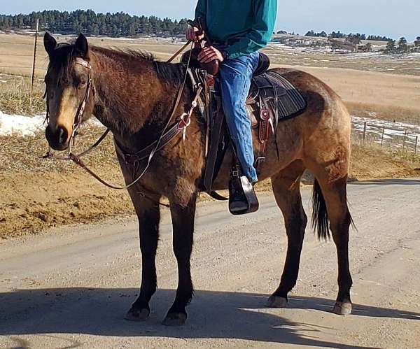 started-under-saddle-horse