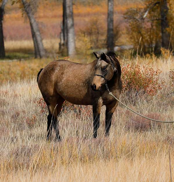 started-under-saddle