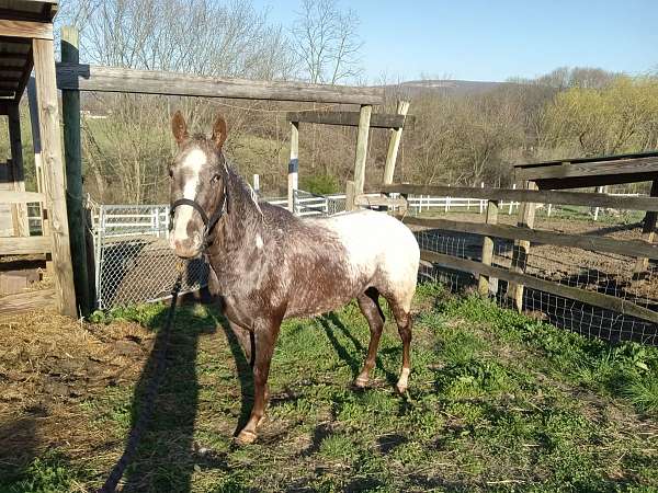 arabian-appaloosa-horse