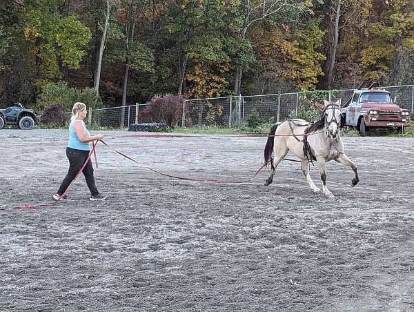 broke-to-ride-drive-tennessee-walking-horse