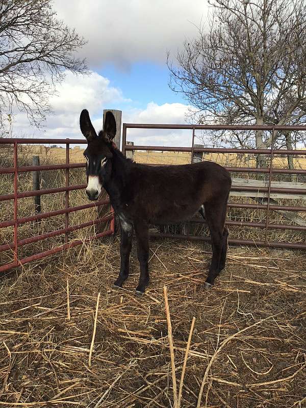 athletic-breeding-gelding-yearling