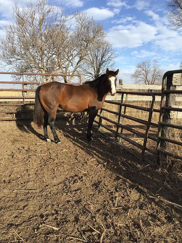 brown-grulla-aqha-mare-broodmare