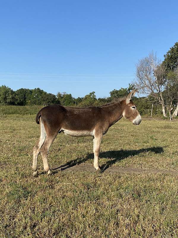 red-roan-spotted-horses-for-sale