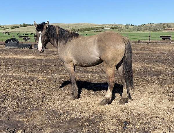 grulla-percheron-mare-foal