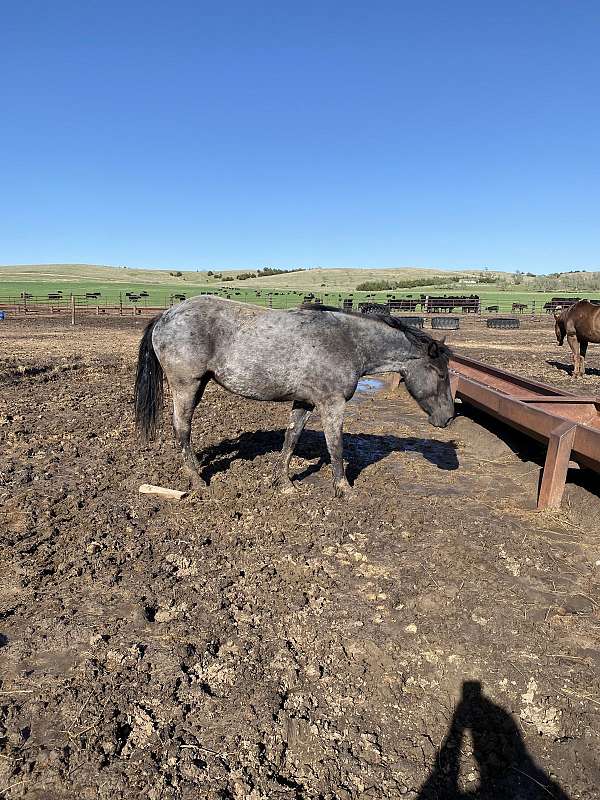 blue-roan-athletic-driving-horse