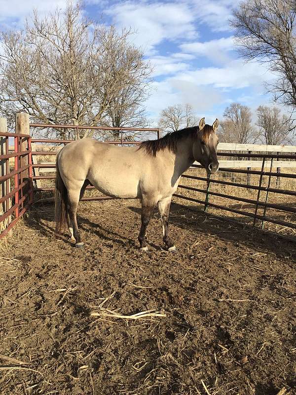 grulla-quarter-horse-stallion