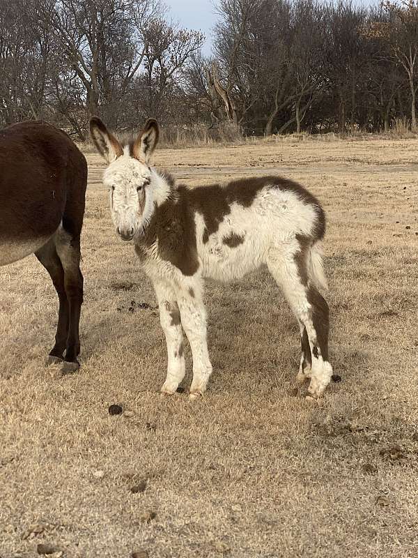 15-hand-donkey-colt