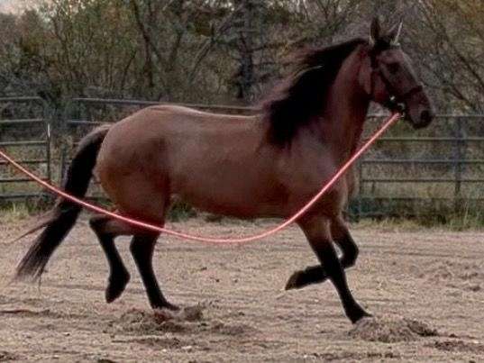 no-horse