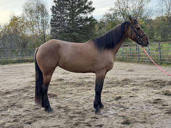 friesian-horse