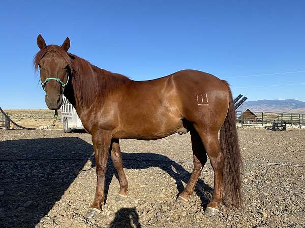 chestnut-few-white-hairs-on-forehead-horse