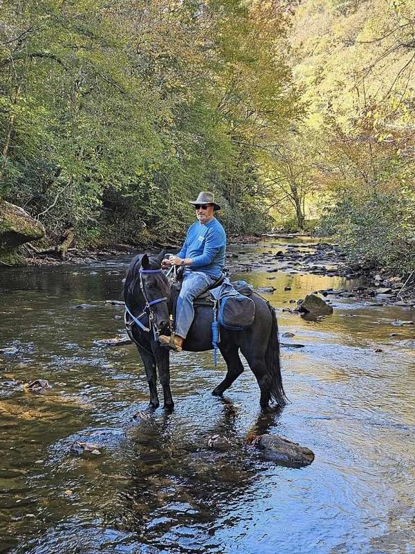 black-belgian-gelding