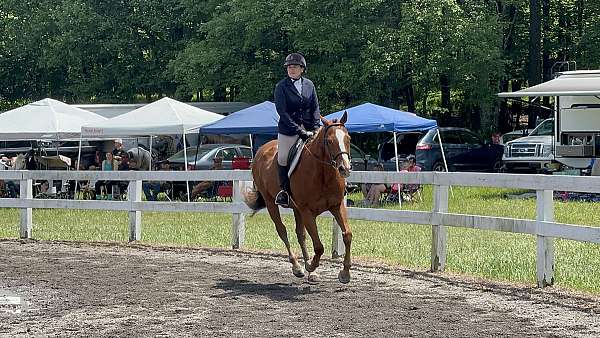 dressage-appendix-pony