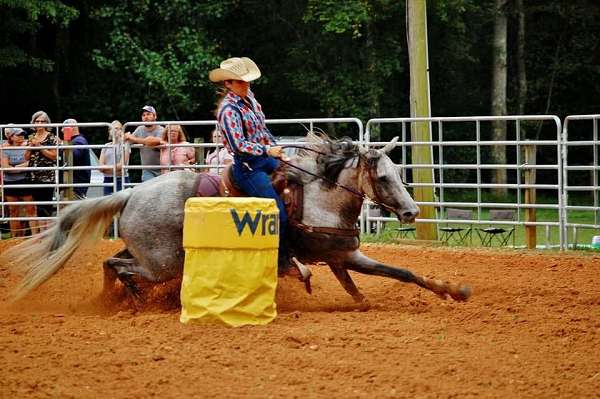 blue-roan-quarter-horse-mare