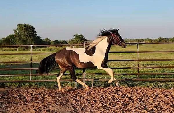 dressage-azteca-pony