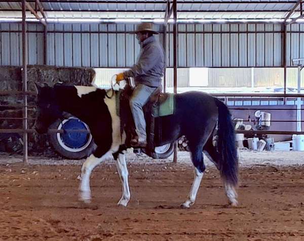andalusian-azteca-pony