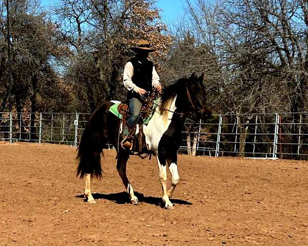 andalusian-filly-azteca-pony