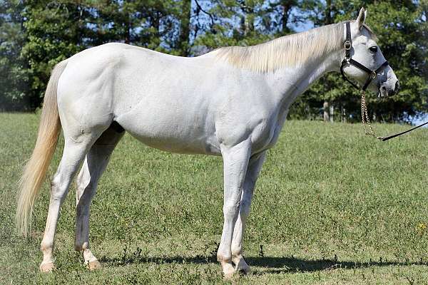 grey-star-stockings-horse