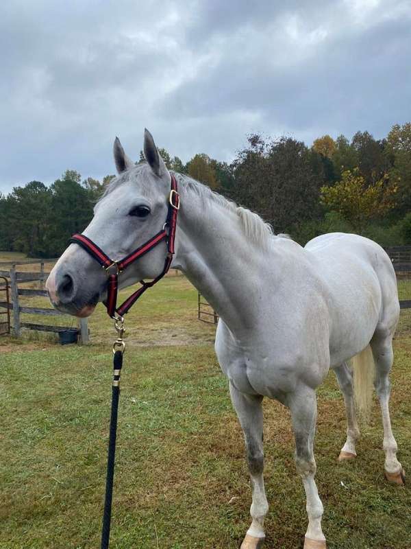 around-thoroughbred-horse