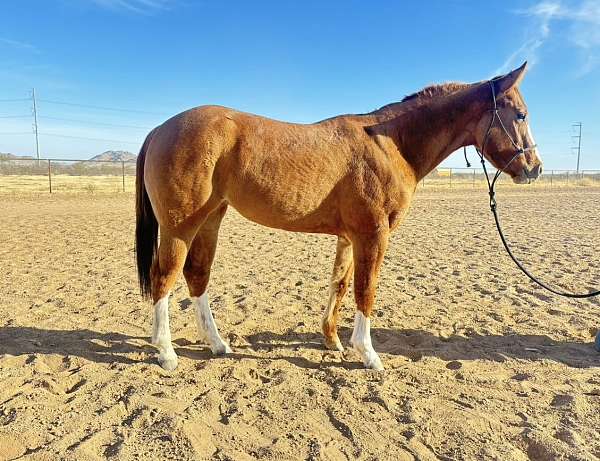 dun-red-dun-yearling-for-sale