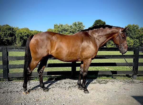 thoroughbred-gelding