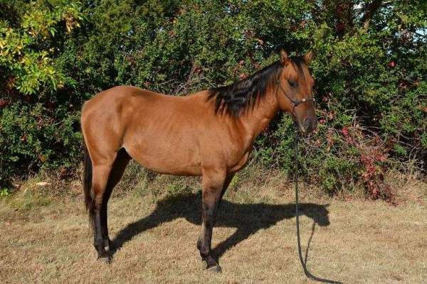 white-on-right-cornet-horse