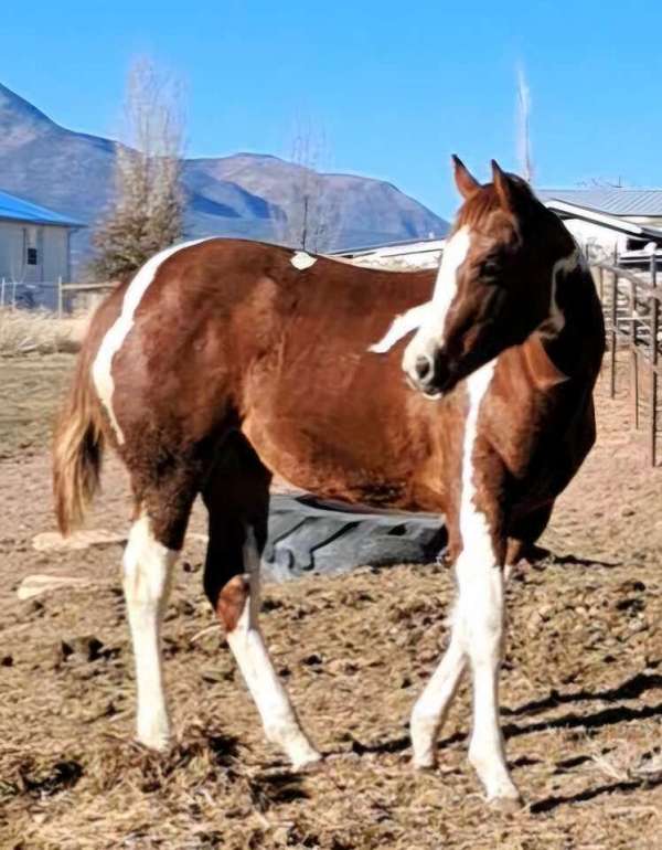 sorrel-5050-tobiano-horse