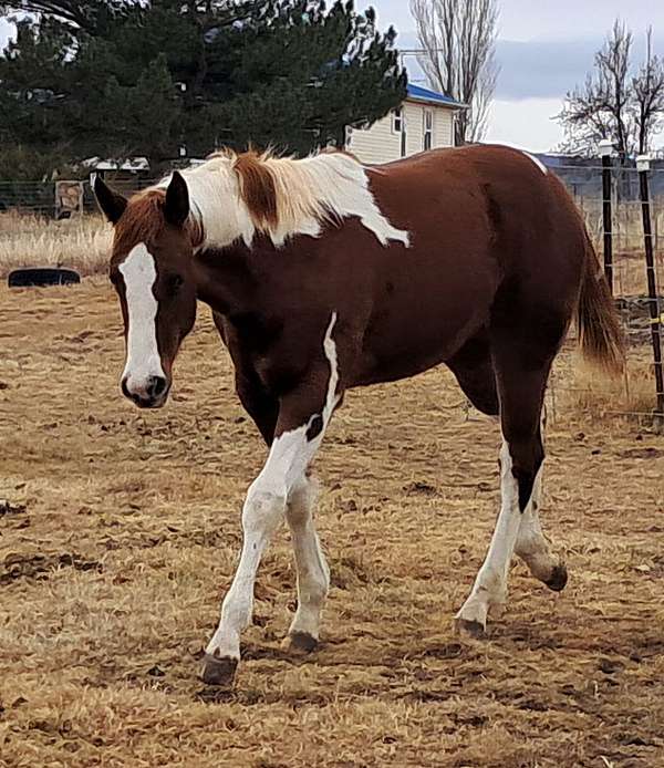 sorrel-5050-tobiano-horse