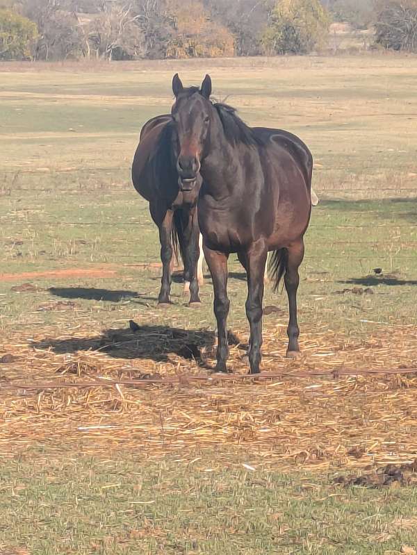 brown-mounted-patrol-pony