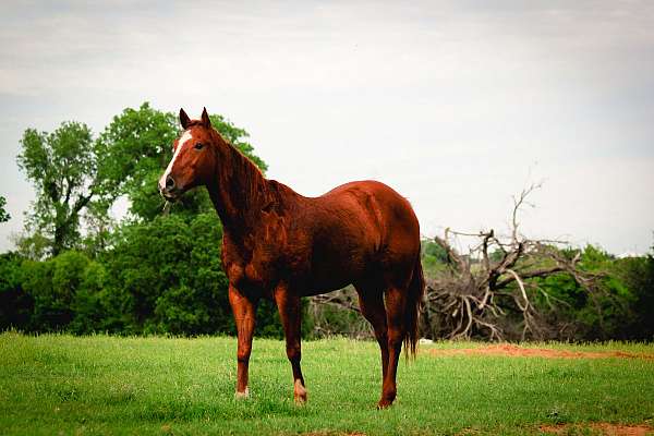 white-socks-on-front-feet-horse