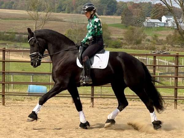 friesian-hessel-horse