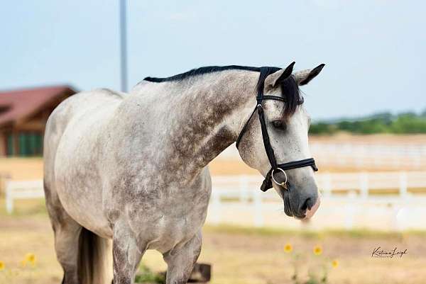 thoroughbred-gelding