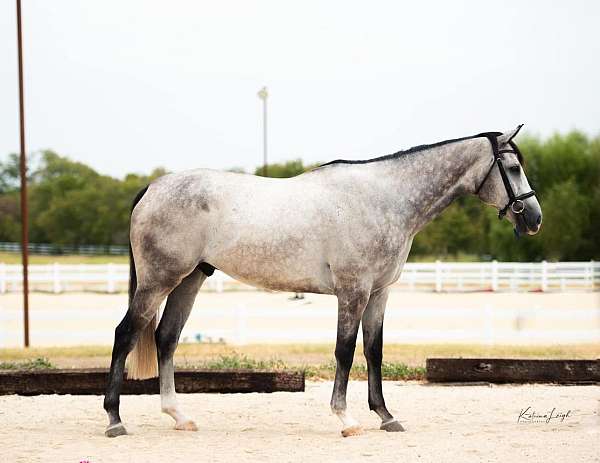 thoroughbred-horse-for-sale