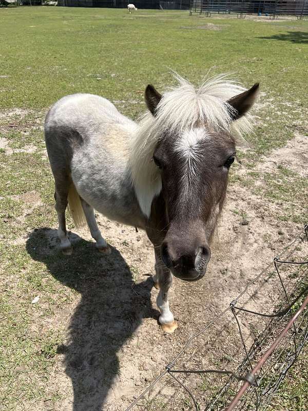 aged-miniature-pony