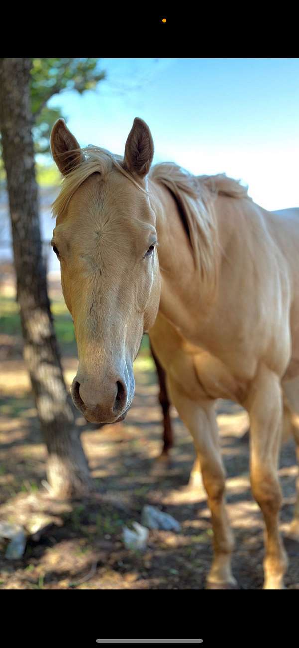 champagne-palomino-halter-horse