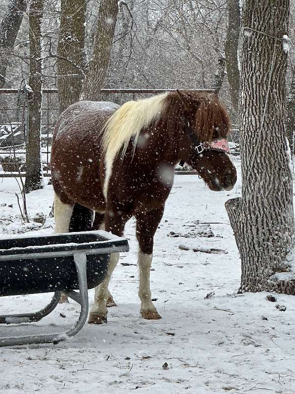 paint-pony-gelding