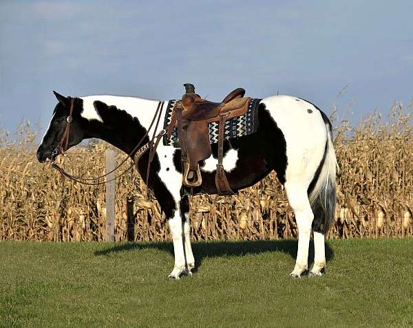 all-around-paint-horse