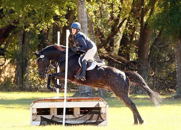 eventing-thoroughbred-horse