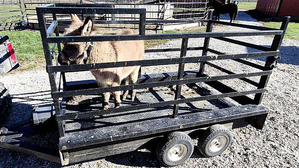 kid-safe-playday-donkey