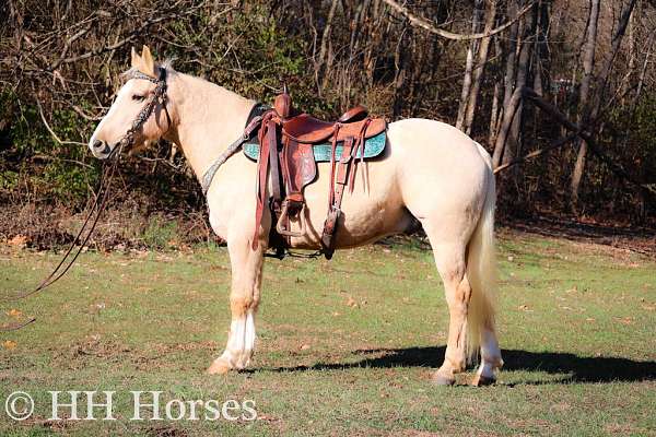 all-around-quarter-horse