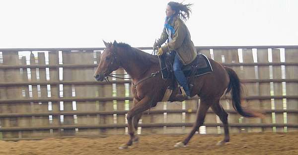 all-around-quarter-horse