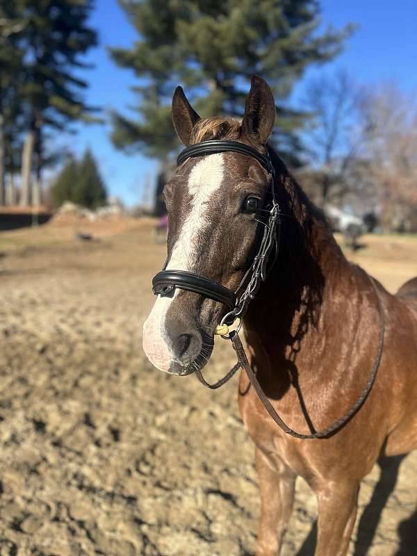 big-mover-welsh-pony