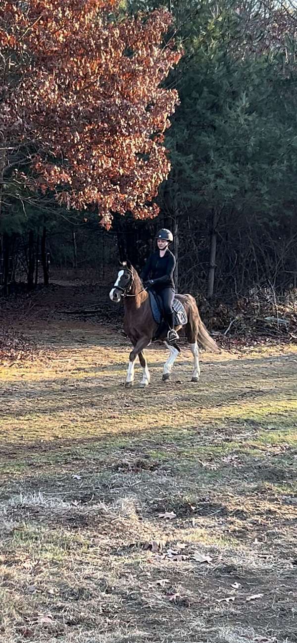 all-around-welsh-pony