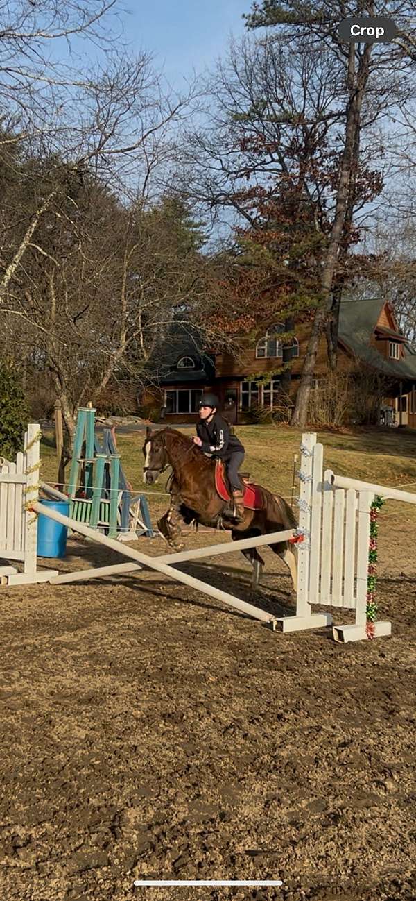 big-mover-welsh-pony