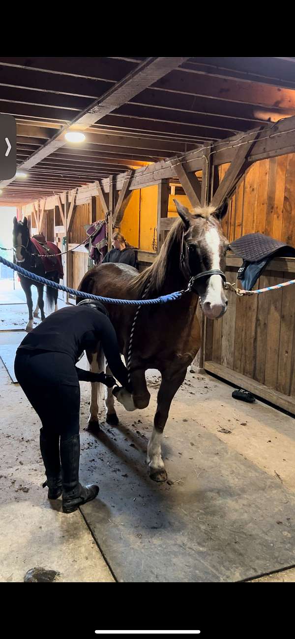 stunning-welsh-pony