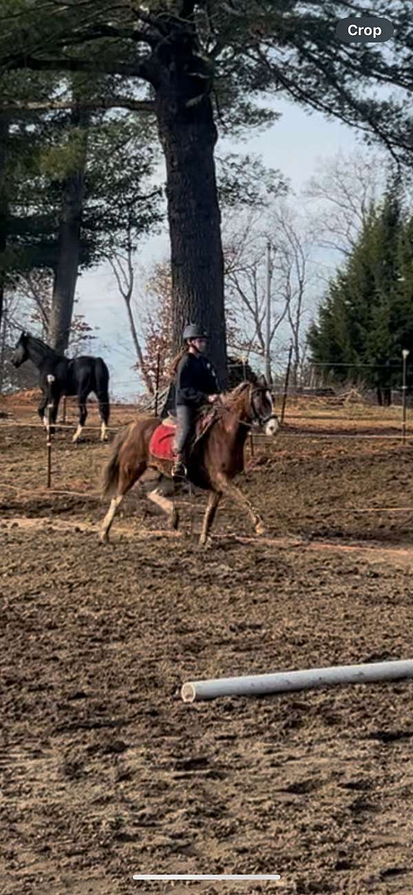 package-welsh-pony