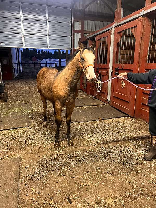 buckskin-dun-foundation-horse